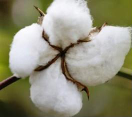 Raw Cotton Bales Manufacturer Supplier Wholesale Exporter Importer Buyer Trader Retailer in Ahmedabad Gujarat India